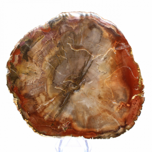 Rodaja de madera fosilizada: mineral coleccionable de Madagascar