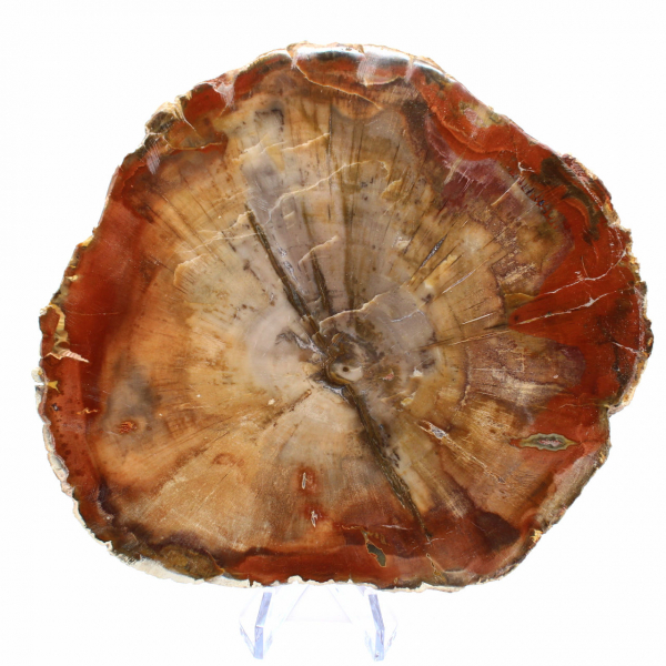 Rodaja de madera fosilizada: mineral coleccionable de Madagascar