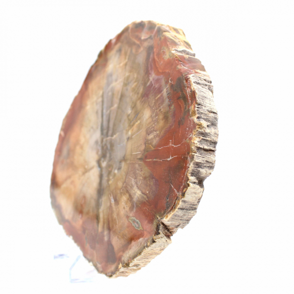 Rodaja de madera fosilizada: mineral coleccionable de Madagascar