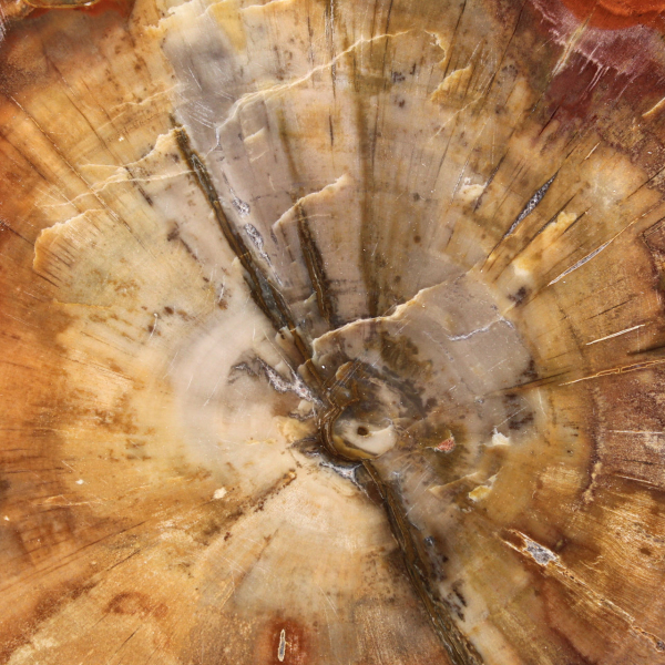 Rodaja de madera fosilizada: mineral coleccionable de Madagascar