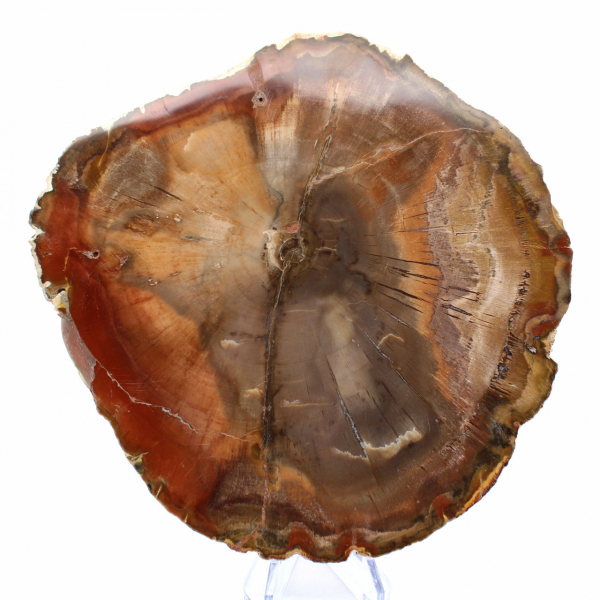 Madera de Majunga Petrificada - Rebanada Pulida de Origen Natural