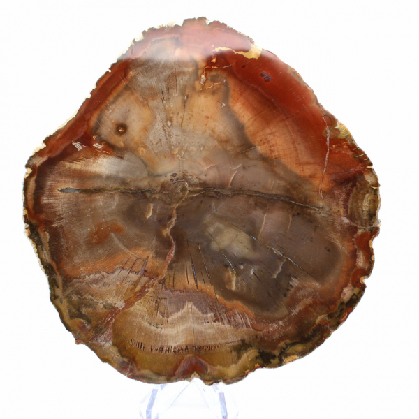 Madera de Majunga Petrificada - Rebanada Pulida de Origen Natural