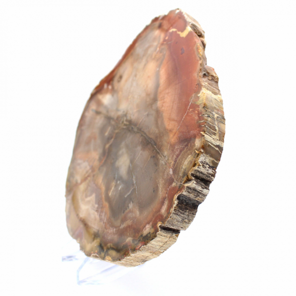 Madera de Majunga Petrificada - Rebanada Pulida de Origen Natural