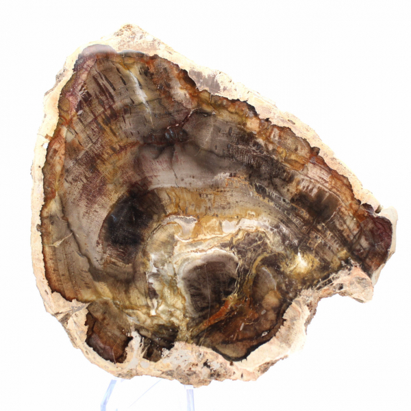 Rodaja de madera silicificada natural - Ejemplar de Madagascar