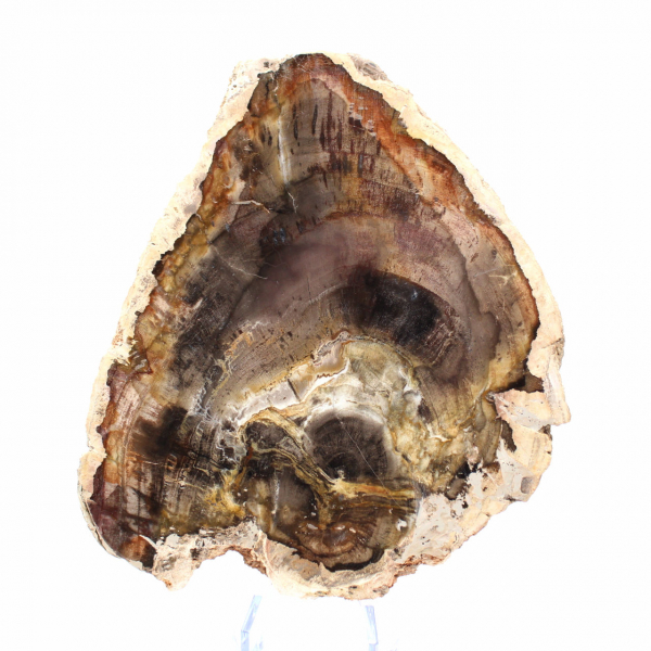 Rodaja de madera silicificada natural - Ejemplar de Madagascar