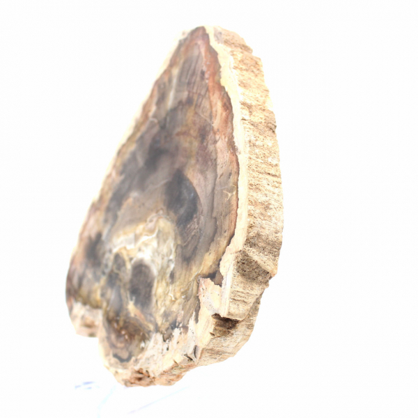 Rodaja de madera silicificada natural - Ejemplar de Madagascar