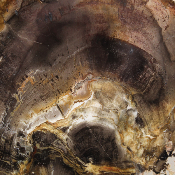 Rodaja de madera silicificada natural - Ejemplar de Madagascar