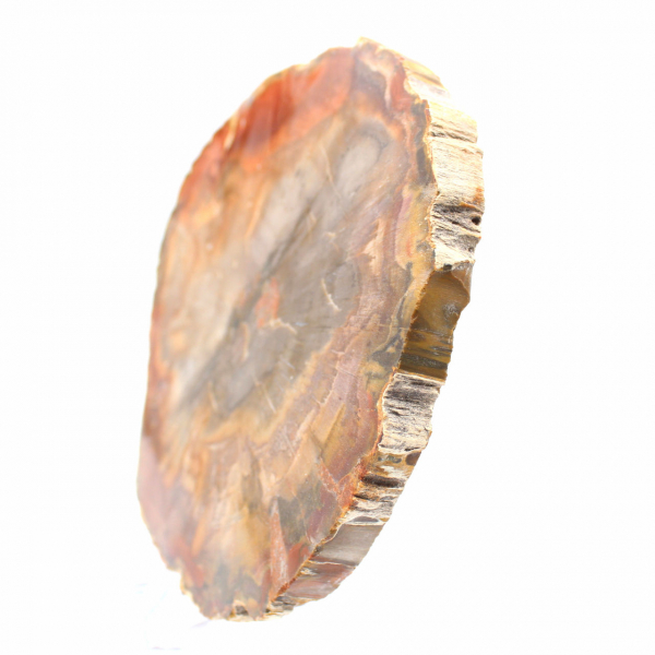 Sección de madera petrificada de Majunga - Ejemplar mineralógico