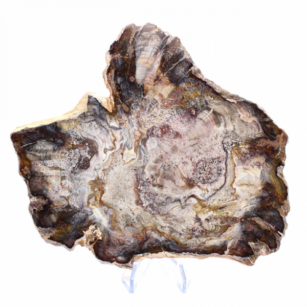 Madera fosilizada de Madagascar: rebanada pulida para coleccionistas