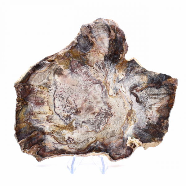 Madera fosilizada de Madagascar: rebanada pulida para coleccionistas