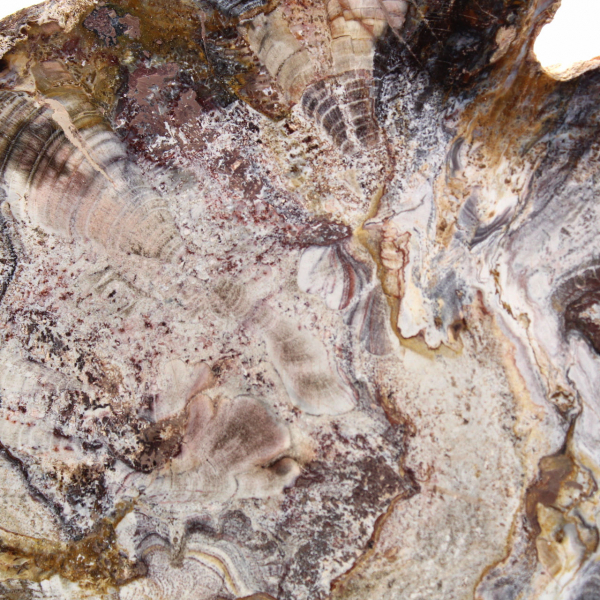 Madera fosilizada de Madagascar: rebanada pulida para coleccionistas