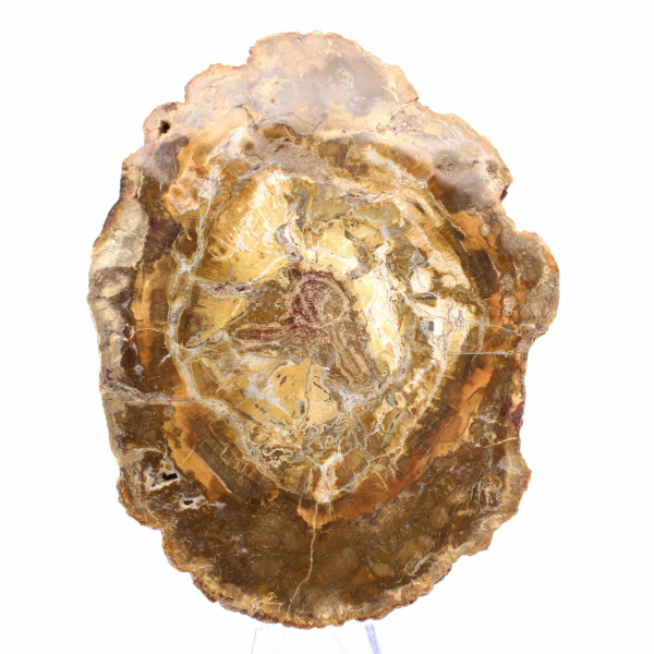 Pequeño trozo de madera petrificada - Autenticidad de Madagascar