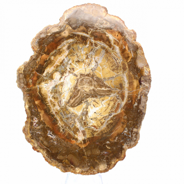 Pequeño trozo de madera petrificada - Autenticidad de Madagascar