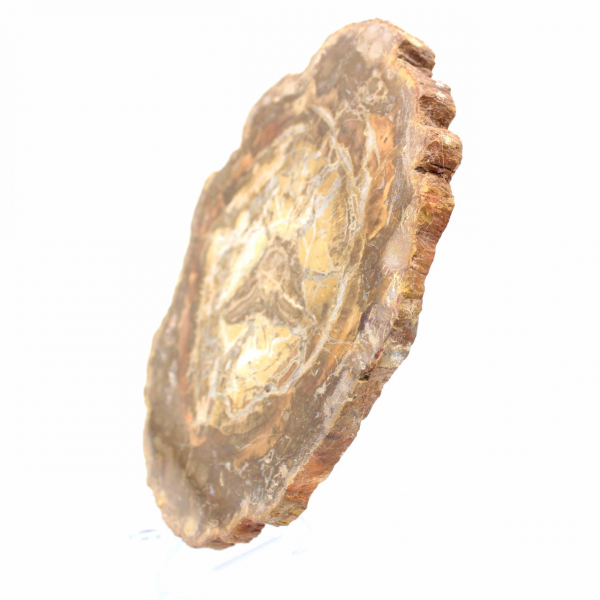 Pequeño trozo de madera petrificada - Autenticidad de Madagascar