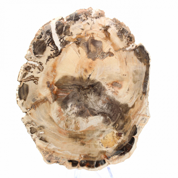 Madera Petrificada de Majunga - Sección de Piedra Natural