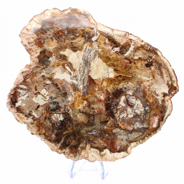 Gran trozo de madera petrificada - Colección Majunga