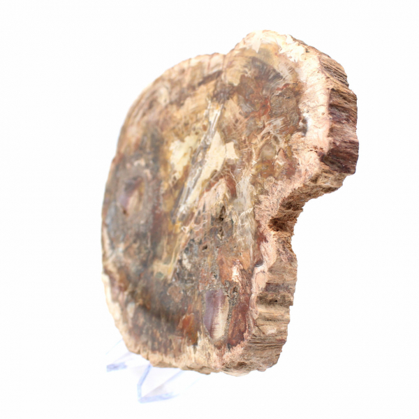 Gran trozo de madera petrificada - Colección Majunga