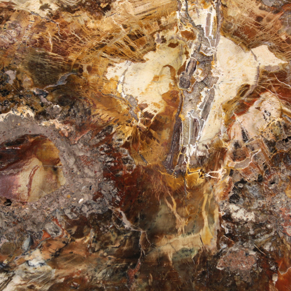 Gran trozo de madera petrificada - Colección Majunga