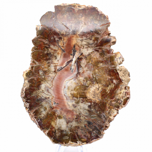 Madera fosilizada de Madagascar - Gran rebanada pulida