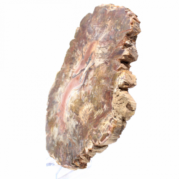 Madera fosilizada de Madagascar - Gran rebanada pulida