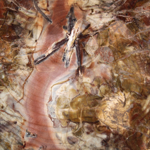 Madera fosilizada de Madagascar - Gran rebanada pulida