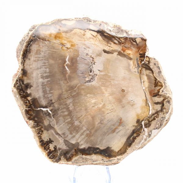 Trozo de madera petrificada de Madagascar - Estética mineral