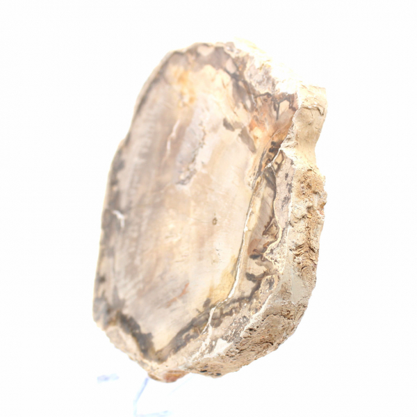Trozo de madera petrificada de Madagascar - Estética mineral