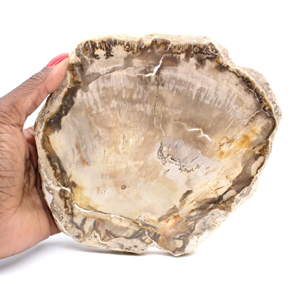 Trozo de madera petrificada de Madagascar - Estética mineral