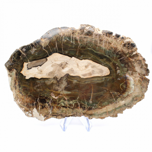 Rodaja alargada de madera silicificada - Origen Madagascar