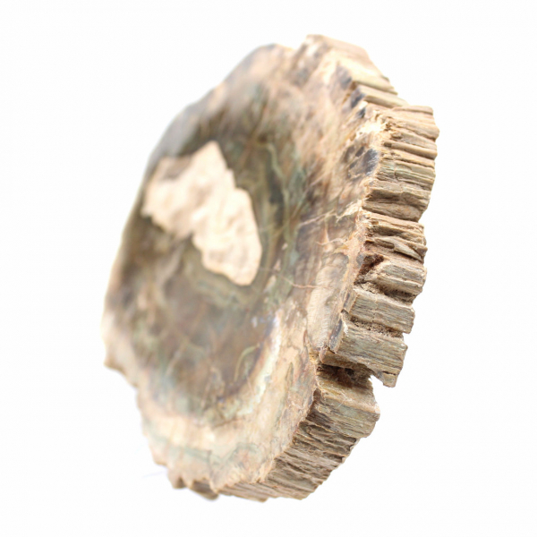 Rodaja alargada de madera silicificada - Origen Madagascar