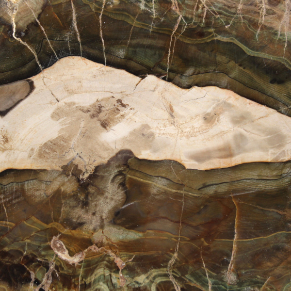 Rodaja alargada de madera silicificada - Origen Madagascar