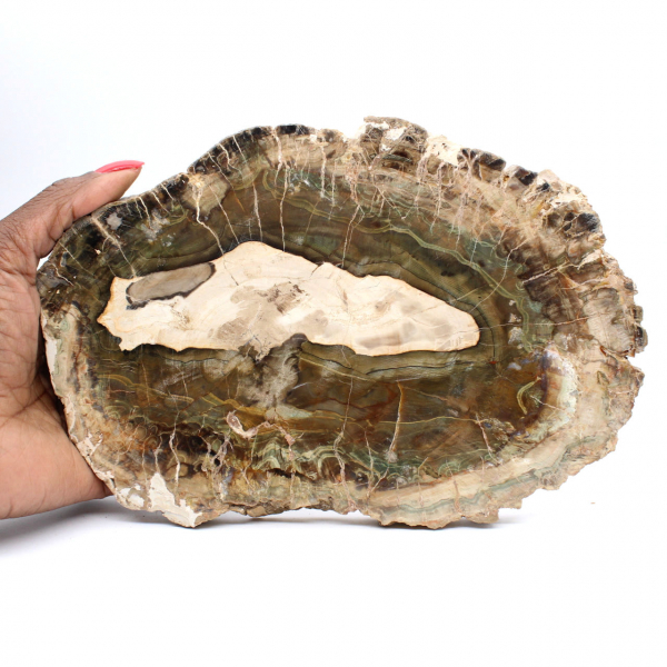 Rodaja alargada de madera silicificada - Origen Madagascar