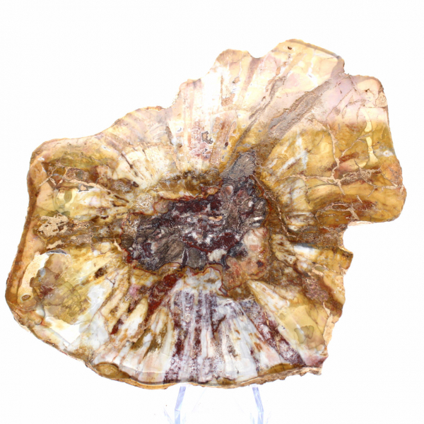 Sección pulida de madera fósil - Mineral de Majunga