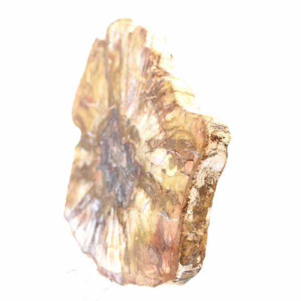 Sección pulida de madera fósil - Mineral de Majunga