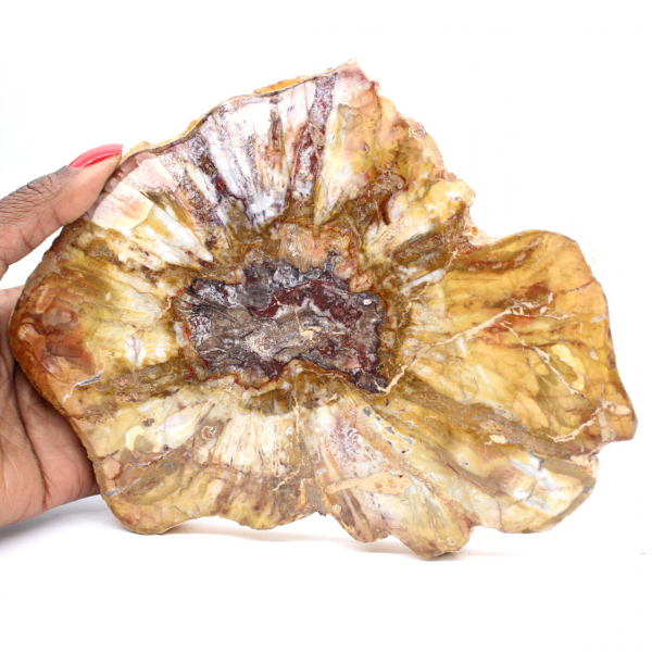 Sección pulida de madera fósil - Mineral de Majunga