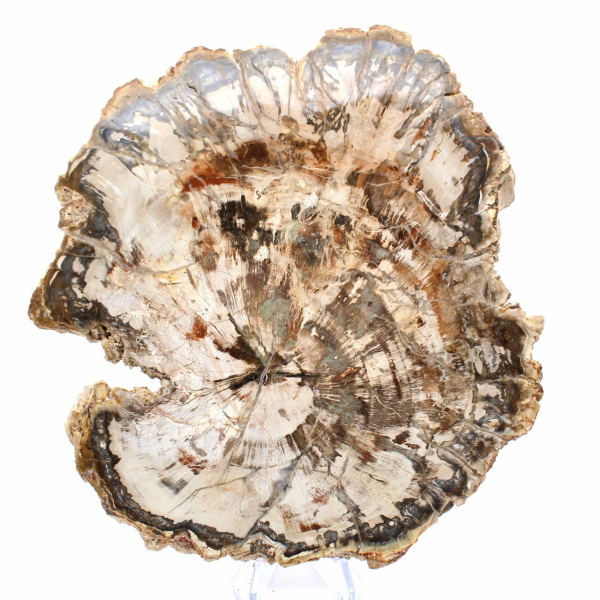 Gran trozo de madera petrificada de Madagascar - Pieza excepcional