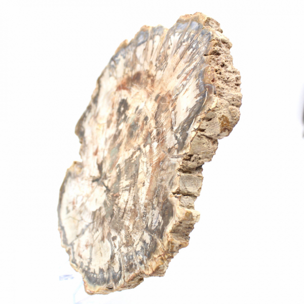 Gran trozo de madera petrificada de Madagascar - Pieza excepcional