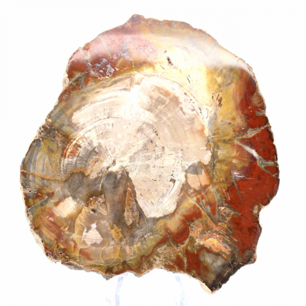 Madera petrificada de Madagascar - Rebanada cuadrada para colección