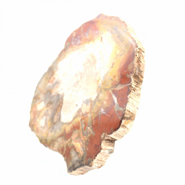 Madera petrificada de Madagascar - Rebanada cuadrada para colección