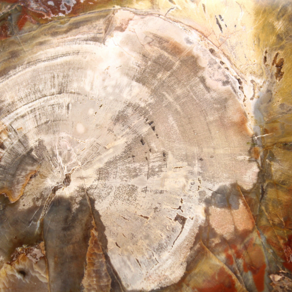 Madera petrificada de Madagascar - Rebanada cuadrada para colección