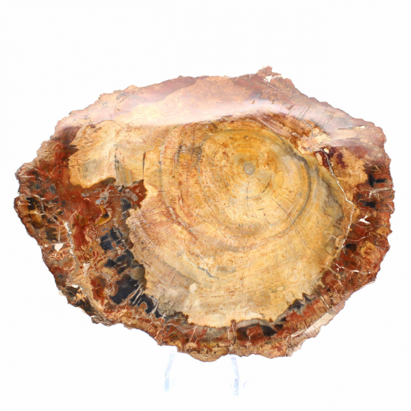 Rodaja de madera fósil pulida - Ejemplar de Majunga