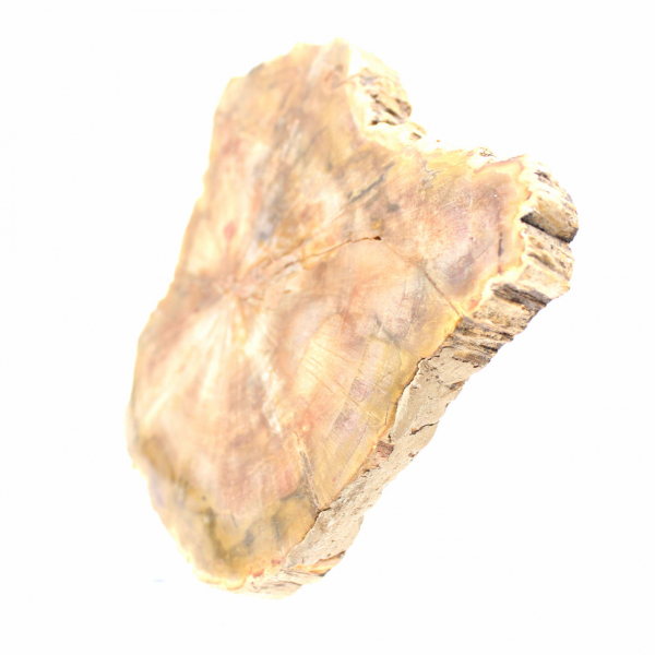 Sección de madera petrificada de Madagascar - Calidad de colección