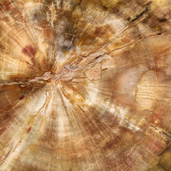 Sección de madera petrificada de Madagascar - Calidad de colección