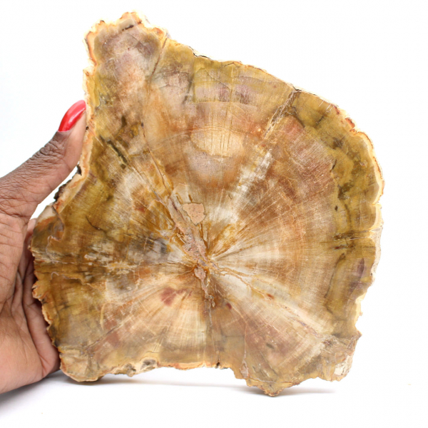 Sección de madera petrificada de Madagascar - Calidad de colección
