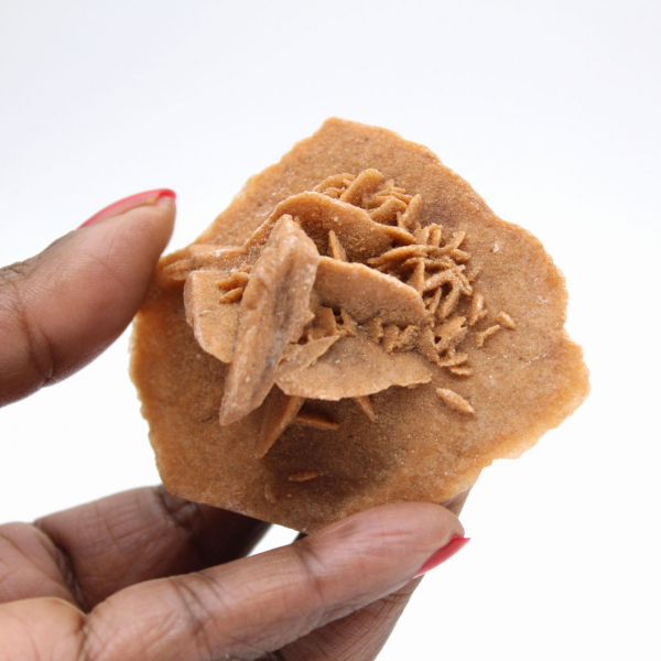 Roseta de yeso de Marruecos: cristal natural del Sahara