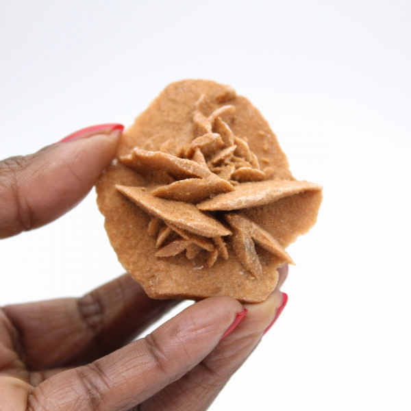 Rosa del desierto marroquí: pequeña pieza de colección en bruto