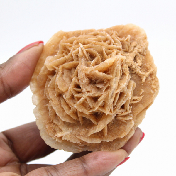 Rosa del desierto marroquí: una enorme roseta de colección