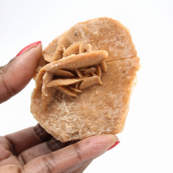 Roseta mineral de Marruecos: cristalización de yeso