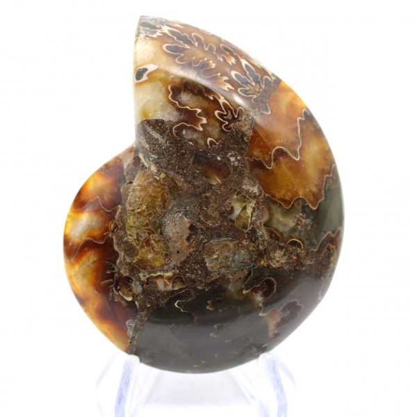 Ammonite de Madagascar con cara pulida y sin pulir.