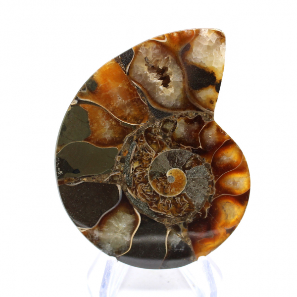 Ammonite de Madagascar con cara pulida y sin pulir.
